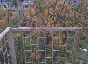 İcarəyə verilir 2 otaqlı 58 m2 köhnə tikili Biləcəri