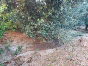 Satılır 49 sot torpaq Bilgəh