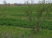 Satılır 150 sot torpaq Xaçmaz