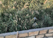 Satılır 0.5 sot torpaq Biləcəri