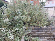 Satılır 4 sot torpaq Lənkəran