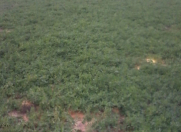 Satılır 600 sot torpaq Şamaxı