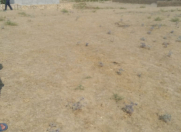 Satılır 16 sot torpaq Qobu