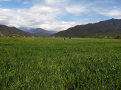 Satılır 50 sot torpaq İsmayıllı