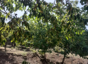 Satılır 1 otaqlı 15 m2 həyət evi Şəki