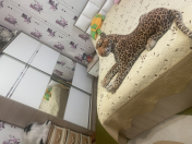 Satılır 4 otaqlı 120 m2 həyət evi Sulutəpə