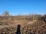 Satılır 200 sot torpaq Quba