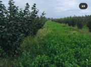 Satılır 3040 sot torpaq Xaçmaz