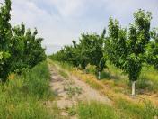 Satılır 1300 sot torpaq Xaçmaz