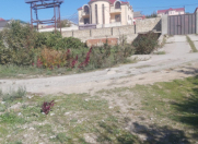 Satılır 8 sot torpaq Masazır