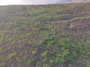 Satılır 820 sot torpaq İsmayıllı