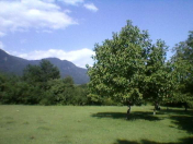 Satılır 110 sot torpaq Qəbələ