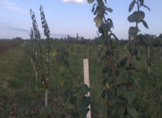 Satılır 60 sot torpaq Qusar