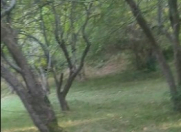 Satılır 39 sot torpaq İsmayıllı