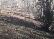 Satılır 50 sot torpaq Qəbələ