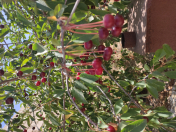 Satılır 7.5 sot torpaq Qala