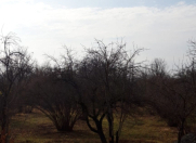 Satılır 50 sot torpaq Qəbələ