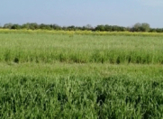 Satılır 50 sot torpaq Xudat