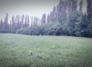 Satılır 60 sot torpaq Qəbələ