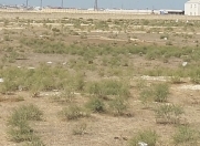 Satılır 200 sot torpaq Məhəmmədli