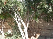 Satılır 4 otaqlı 130 m2 həyət evi Binə