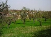 İcarəyə verilir 52 sot torpaq Xaçmaz