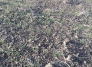 Satılır 2 sot torpaq Qusar