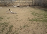 Satılır 3 sot torpaq Maştağa