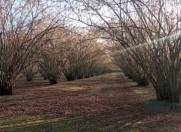 Satılır 100 sot torpaq Oğuz