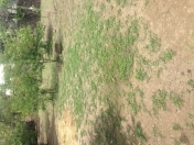 Satılır 6 sot torpaq Lənkəran