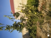 Satılır 4 sot torpaq Binə