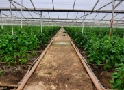 Satılır 30000 sot torpaq Salyan