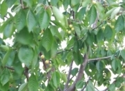 Satılır 800 sot torpaq Xaçmaz