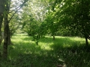 Satılır 19.5 sot torpaq Qəbələ