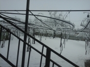 Satılır 10 sot torpaq Qax