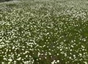 Satılır 40 sot torpaq Qusar