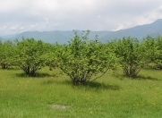 Satılır 72 sot torpaq Qəbələ