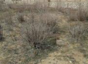 Satılır 4 sot torpaq Qala