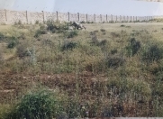 Satılır 258 sot torpaq Məhəmmədli