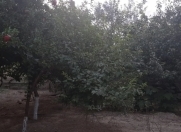 Satılır 6 sot torpaq Mehdiabad