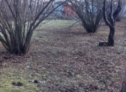 Satılır 12 sot torpaq Qəbələ