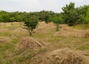 Satılır 21 sot torpaq Xaçmaz