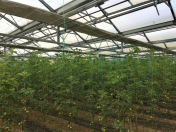 Satılır 7 otaqlı 3000 m2 obyekt Türkan