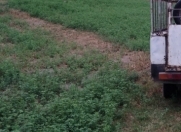 Satılır 15 sot torpaq Qəbələ