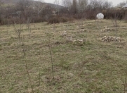 Satılır 16 sot torpaq Şamaxı