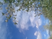 Satılır 24 sot torpaq Şəki