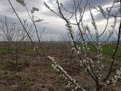 Satılır 108 sot torpaq Mingəçevir