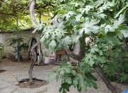 Satılır 3.5 sot torpaq Əmircan