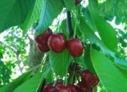 Satılır 100 sot torpaq Xaçmaz