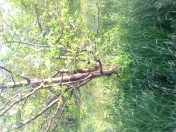 Satılır 110 sot torpaq Xaçmaz